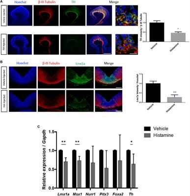 Histamine Modulates Midbrain Dopamine Neuron Differentiation Through the Regulation of <mark class="highlighted">Epigenetic Marks</mark>